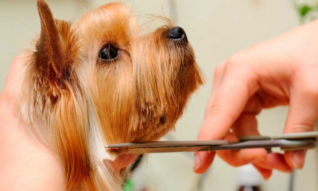 Een hond wordt met een trimschaar in model geknipt