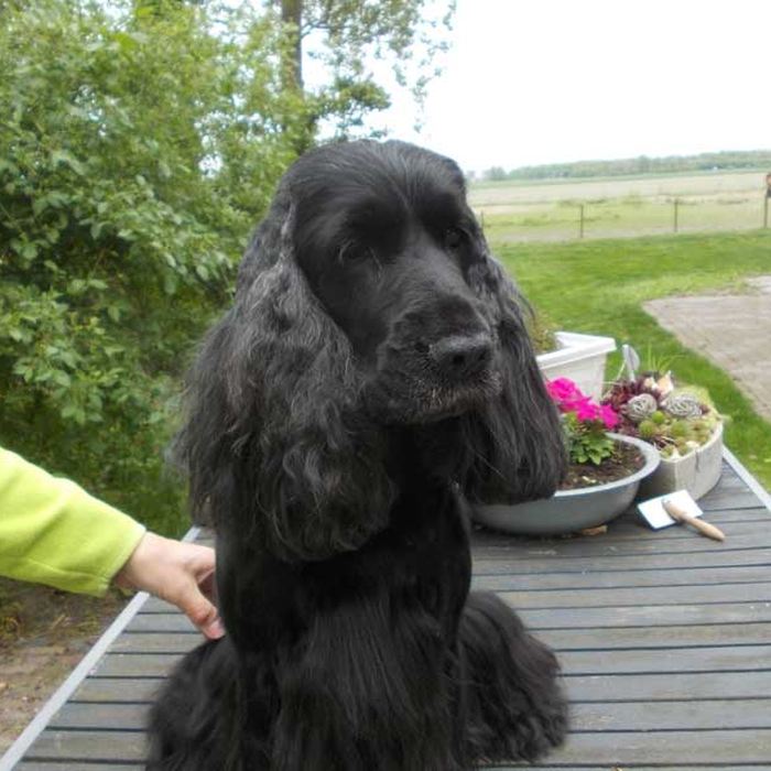 Zwarte Engelse cocker spaniel buiten na de trimbeurt