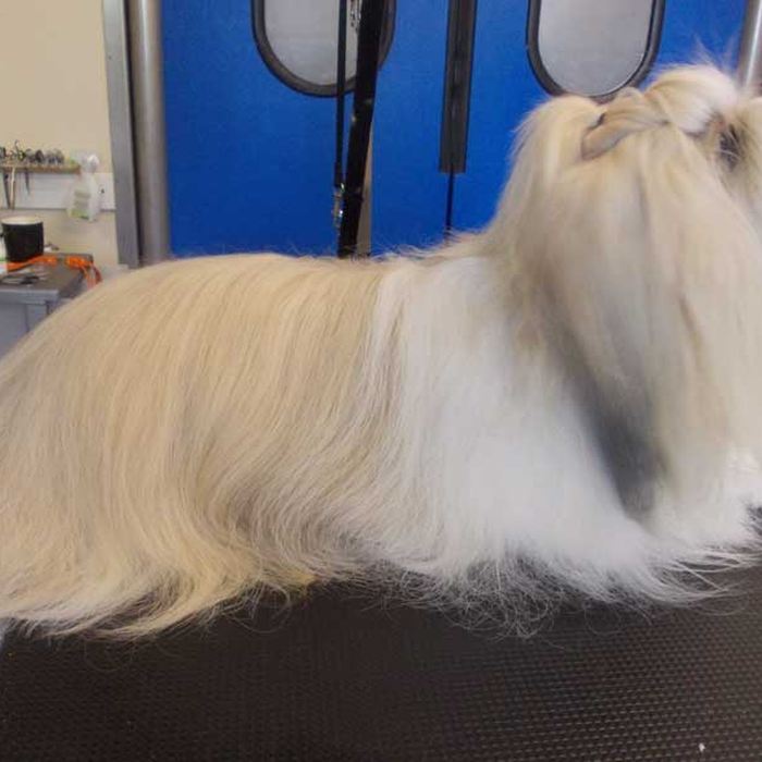 Kleine langharige hond met lange rechte vacht op de trimtafel
