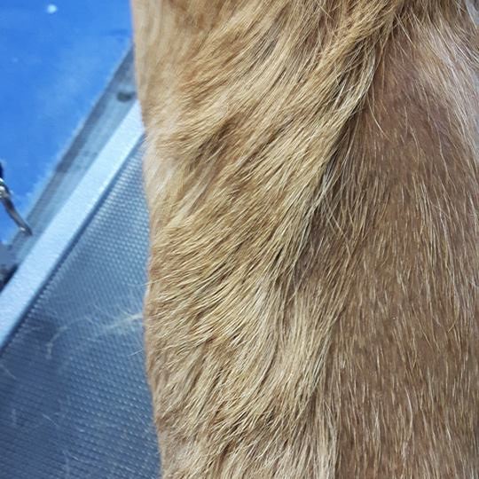 Detailfoto van een vacht tijdens het plukken