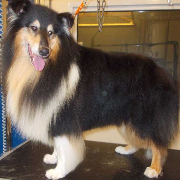Shetland sheepdog met verzorgde vacht op de trimtafel