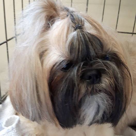 Shih tzu Amy ligt te rusten na de behandeling