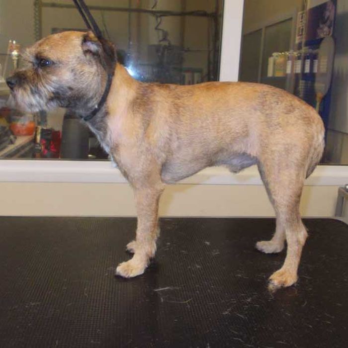 Terrier met ruwe vacht na het plukken