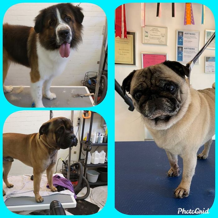 Collage van honden die net gewassen zijn in de salon