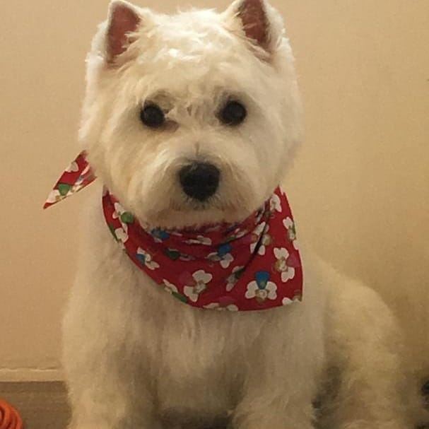 West highland white terrier met rode bandana na het plukken