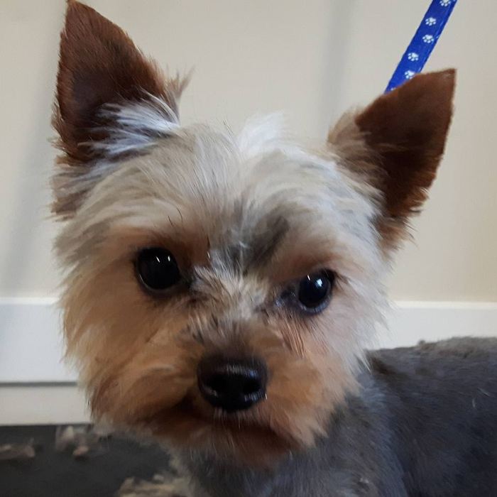 Kop van een yorkshire terrier na de trimbeurt