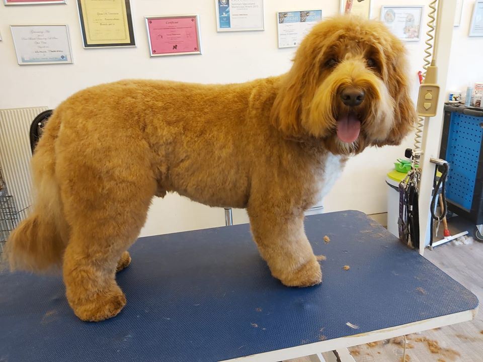 Een goudkleurige doodle staat pas getrimd op de trimtafel bij Hondentrimsalon Natasja in Oud Gastel