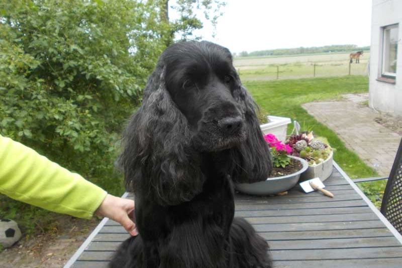 Een zwarte Engelse cocker spaniel na de trimbeurt