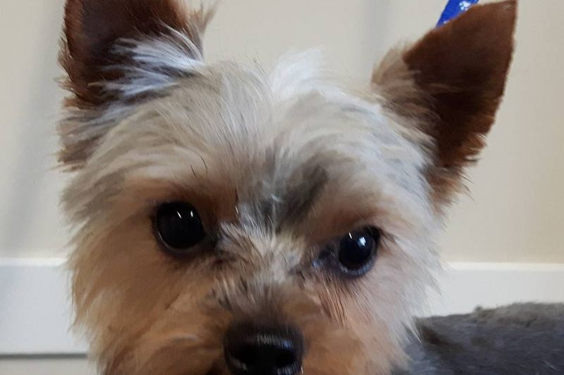 Een yorkshire terrier kijkt in de camera na de trimbeurt