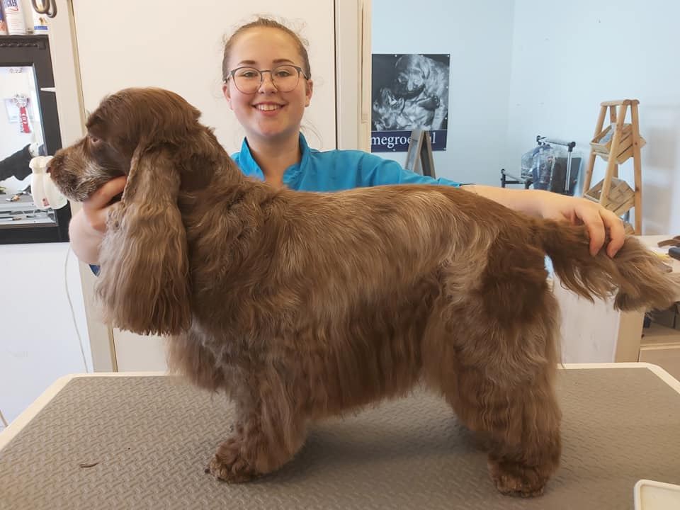 Maartje Jongmans zet een bruine Engelse cocker spaniel in model op de trimtafel